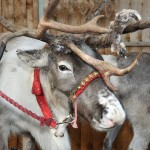 Meet the Live Reindeer at Leekes