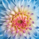 rhs-malvern-spring-festival